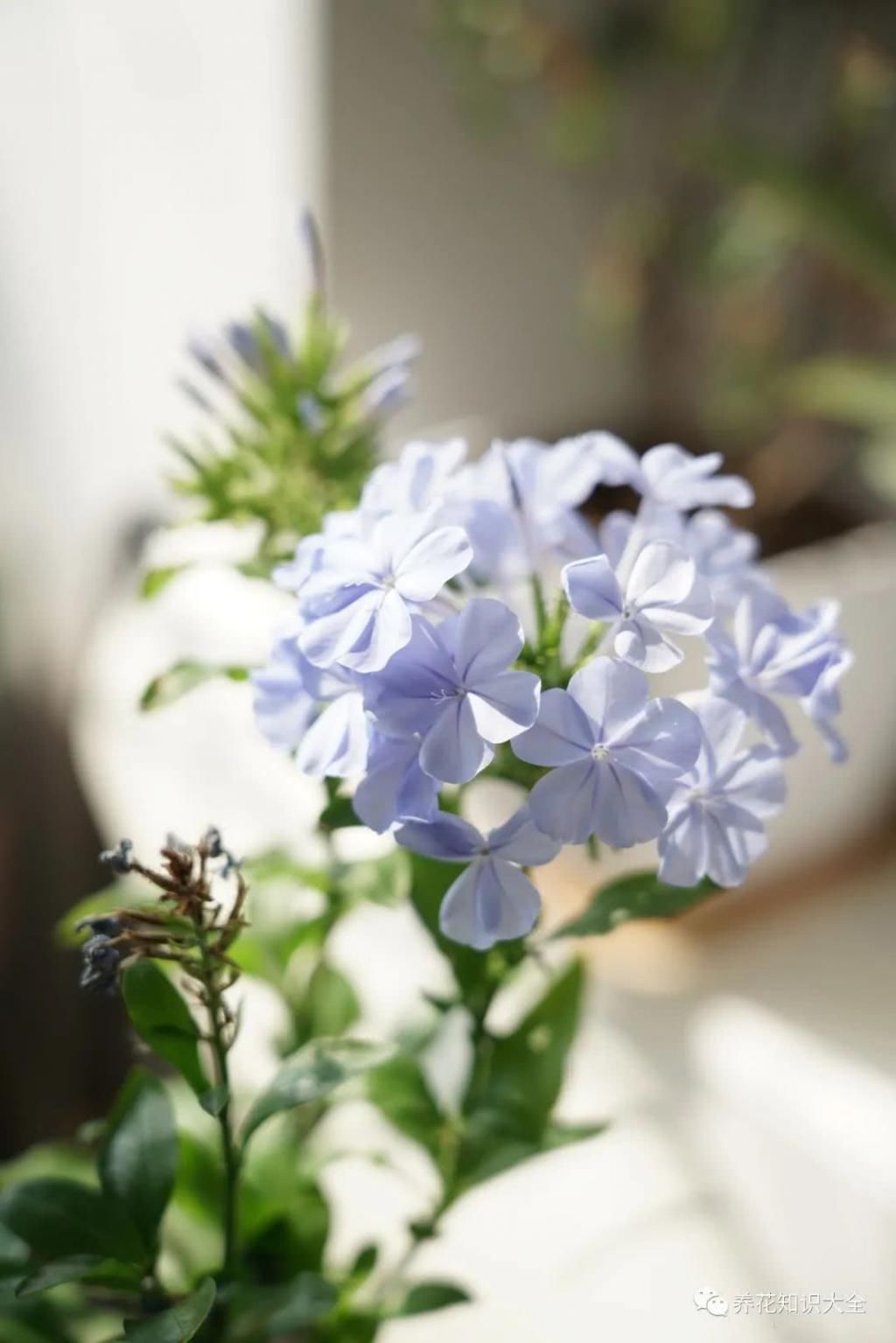  『朋友』我的小院我的花，一花一草都是我的好朋友！
