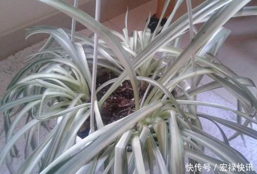  「空气湿度」吊兰叶子干尖要如何处理，为啥会出现这种状况