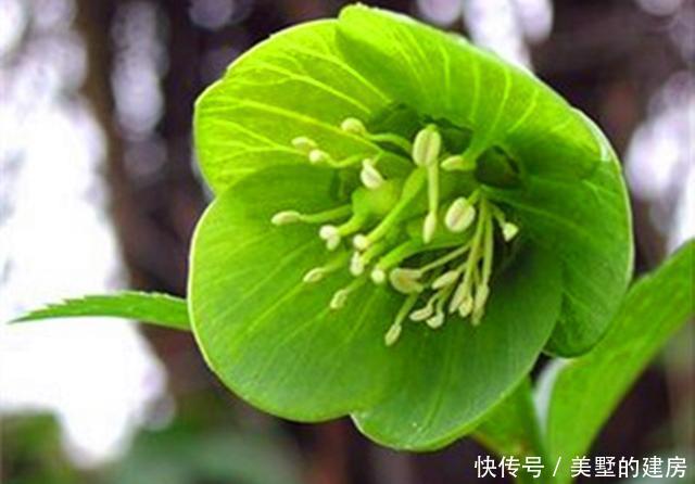 家里■这些美的动人心弦的植物,究竟有毒吗?家里可以种吗