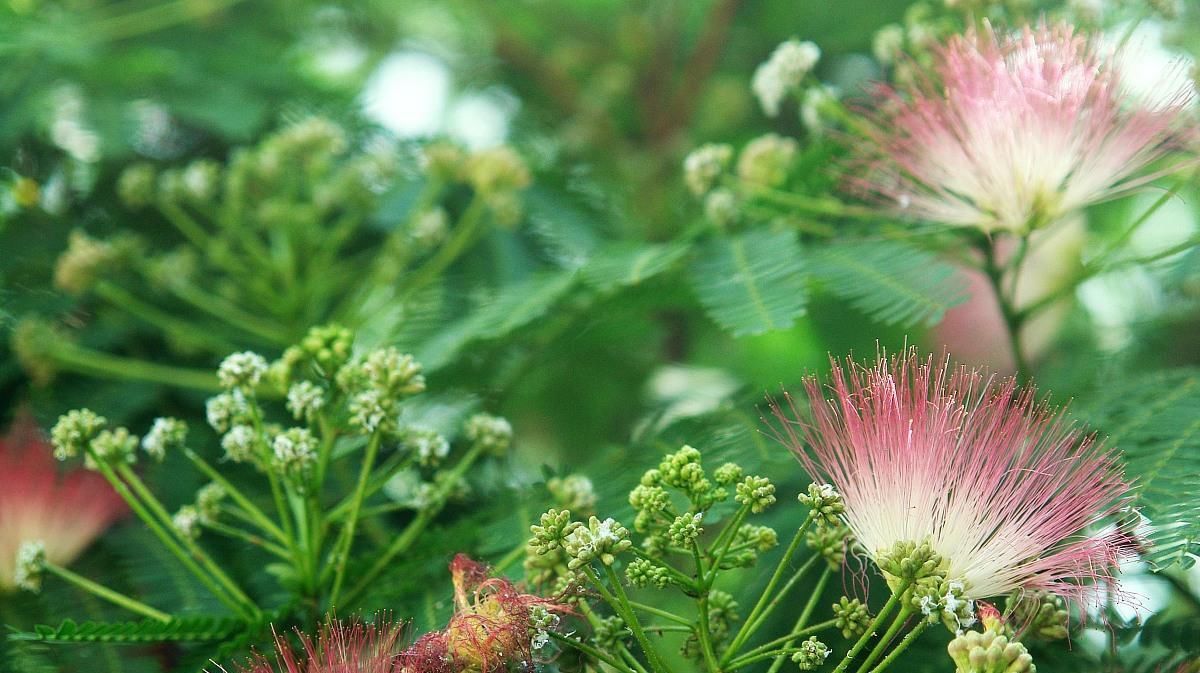  貌似|此花善于安神解郁，被誉之“奇花”，却有三种花貌似，被误用已久