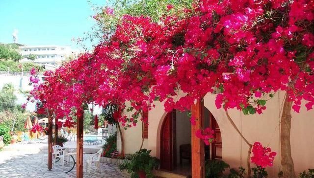  #花卉#此花一开就是上千朵，被誉为最美爬藤花卉，不吃肉！也要种上一盆