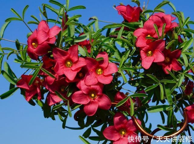  [图片作者]15种超级好养的花，不死鸟居然不是第一，“养花杀手”们试一试吧