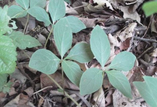 山林里无人问津的野草,农村称为“山海螺”,殊不知根部价值高！
