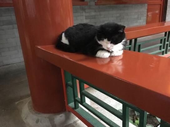 在北京小院儿里体验中国式生活