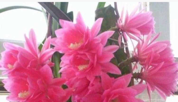  『鸿运当头』5种花是花中劳模，开花爆盆花期长，花大色艳真漂亮，谁养谁上瘾