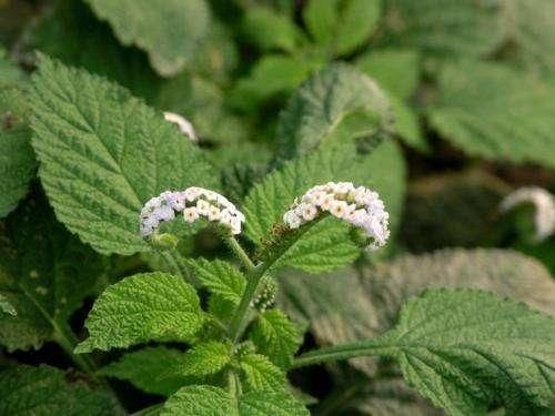 这种野草样子很恶心,一般人不敢摘,但作用很大