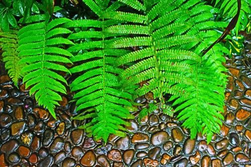  「种植物」波斯顿蕨和肾蕨的区别，肾蕨北方好活一些，不要选错了！