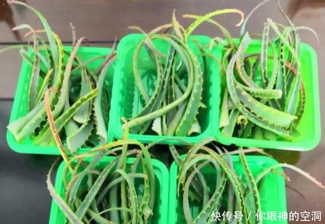 【值钱】芦荟不值钱,养成“老桩”很稀罕,叶子胶质多,越老越值钱