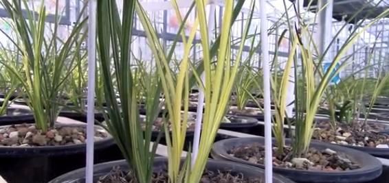  「种植」桐柏这个村家家种植兰花，花比人还多