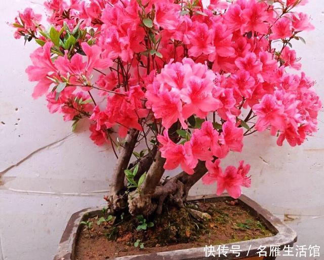 记住:映山红过冬,记住4点,花朵大、色泽鲜艳,开千百朵,漂亮极了