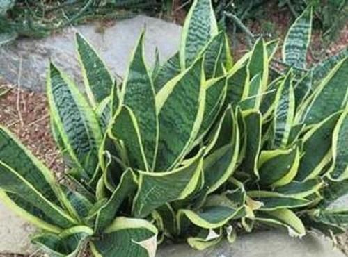  『细菌』室内细菌多，不如放盆虎尾兰，外号“细菌杀手”，摆卫生间就能活