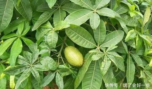 #种子#发财树能开花,还能结“果子”,果子像柠檬,能见到真“幸运”