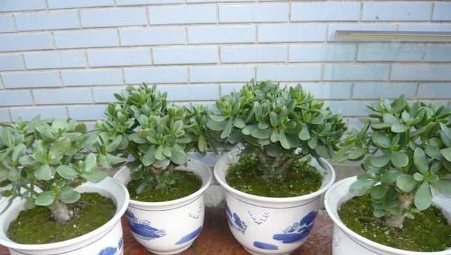  『枝繁叶茂』养玉树的一个小窍门，长得枝繁叶茂又开花，一盆能养好多棵