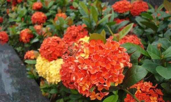  #玉树#喜欢养花，不如养盆玉树珊瑚叶大而翠绿，花序鲜艳夺目。
