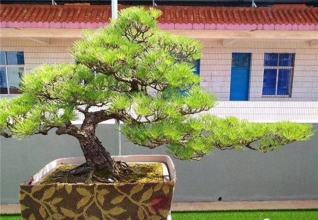盆景大师都爱玩，山松会否成为下一个热点？