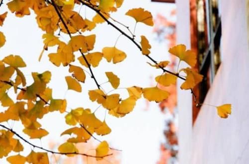 杭州这一古村庄，深秋金黄银杏叶子，隐藏江南绝美秋景