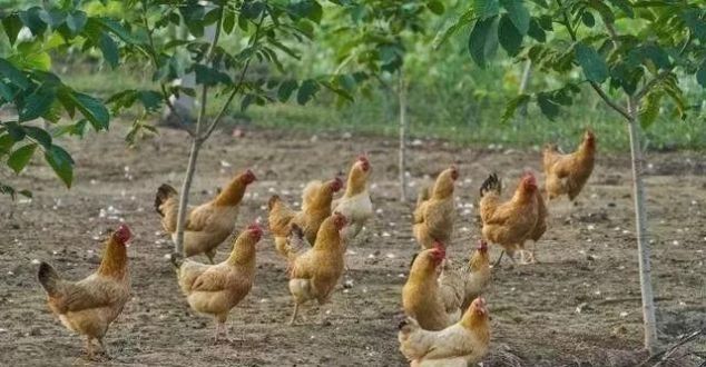  我国■2019年我国养殖业前景分析，养鸡、养猪、养牛羊的都来看