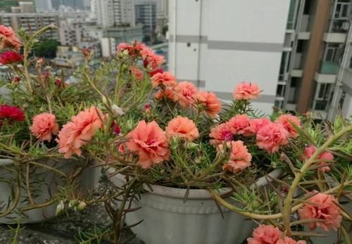  『冬天』了不起的“太阳花”，耐旱耐晒的“小牡丹”，一年开花360天