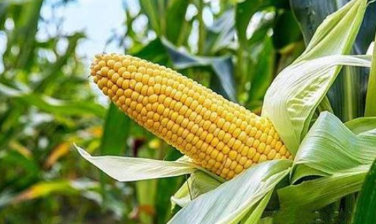  [玉米]老农乐了，玉米地里套种模式，提高玉米产量，比单一种植