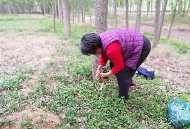  『常有』味道有点苦，过去常用来喂猪，如今成上佳野菜，常有人挖去卖