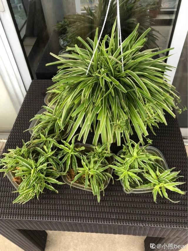  放在光照好的地方多■20种花，春天最爱疯长，爬满墙、爆开花，疯狂刹不住闸！