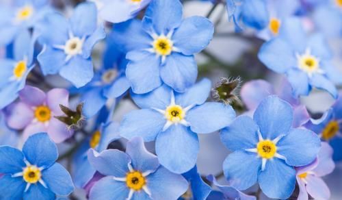  #名字#3种花很好养，给点水就蹭蹭长不停，名字优雅开花漂亮，人见人爱
