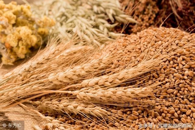 农民为啥不卖粮？盼着后期价格涨！（附小麦收购价）