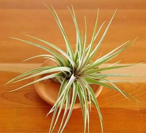  [植物]12种能养玻璃瓶中的植物，喜欢纯粹的绿植