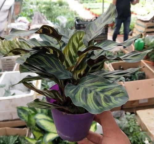  #看起来#“竹芋系”植物，家里养1盆，叶纹色彩斑斓，叶子和花一样漂亮