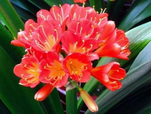 #红色#家里喜欢养花,这四款花开四季,花色多又艳,花开繁盛惹人爱,美