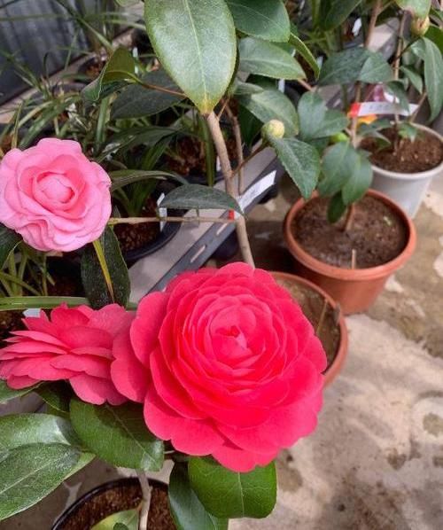 「室内」春季养山茶花,当年就能开花,了解这3点在入手,避免养不活