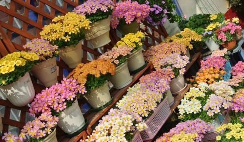  「家里」6种花，占地小开花多，摆在家里很精致！