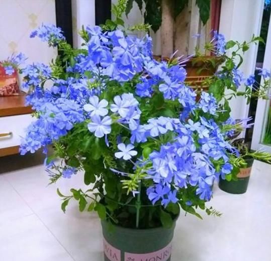 #春天#花期超长的5种花，最适合春天种，一开就是大半年