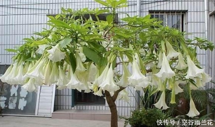 搬出去:这4种“毒花”不能养在室内,为了家人,赶紧搬出去吧!