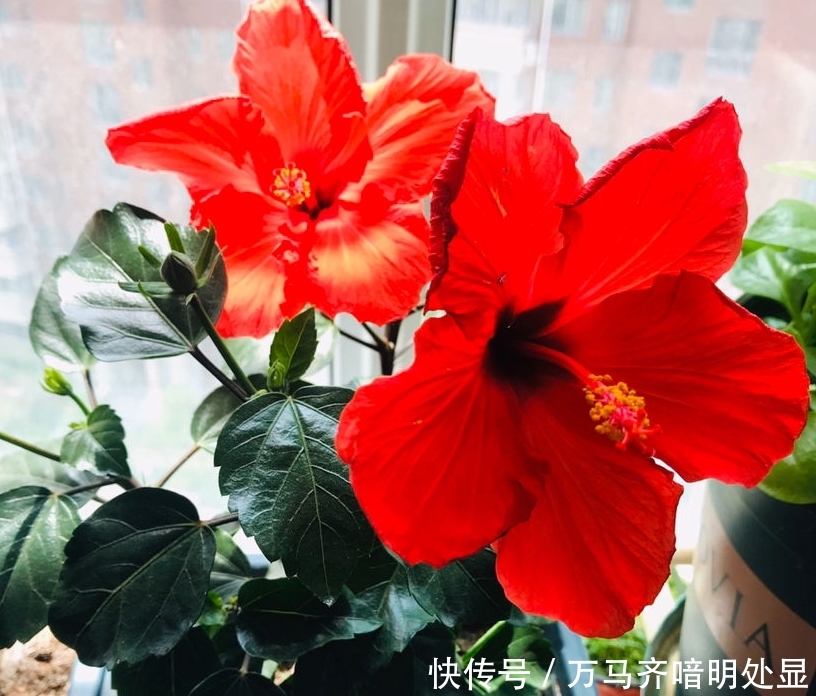  【茉莉花】8种“喜阳”花，夏天晒不死，一口气开大半年！