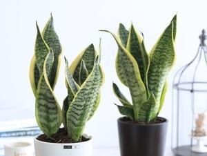 【实用】养花高手教你“植物组合”,3组室内摆放,美观又省地方,特实用