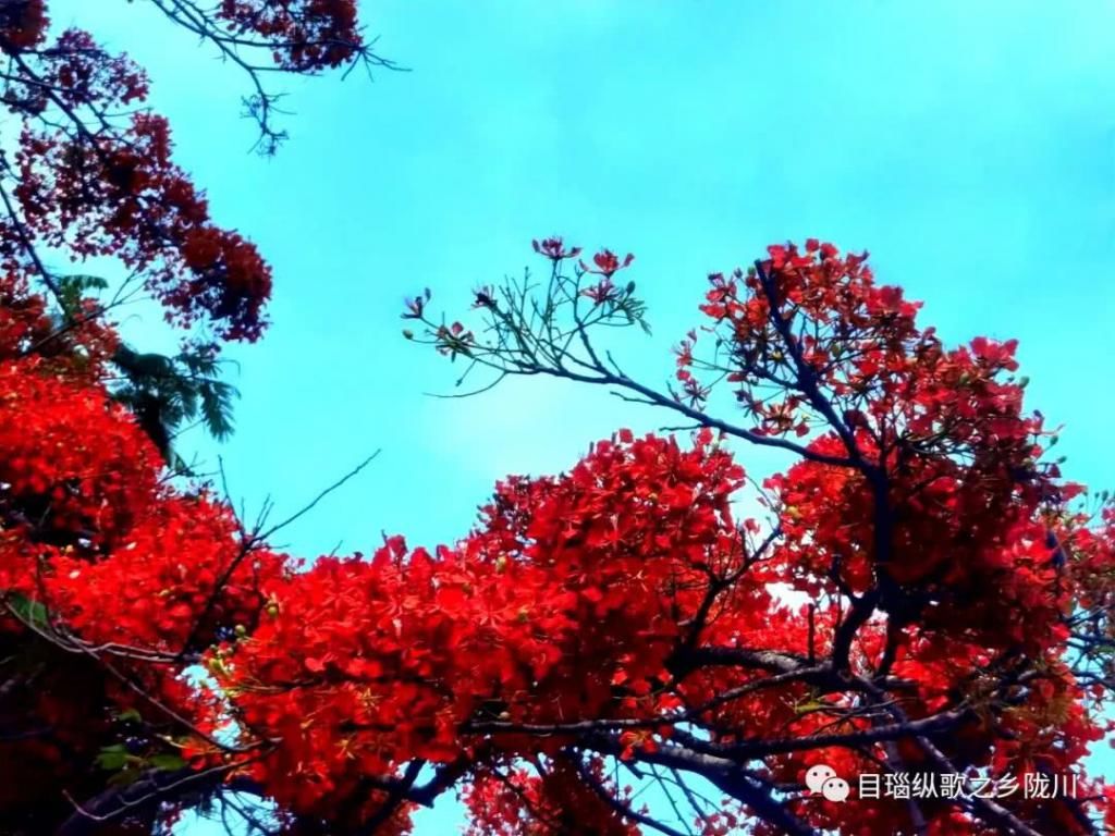  老城|老城子这几棵凤凰花，记得的请举手