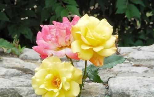  【常见】4种“花”，浇水浇错了，叶子发黄，落花落蕾！来看看怎么浇