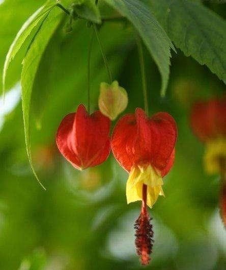  花儿|养这种花，三个月爬满墙，不长刺花儿还好看，花墙太好看了！