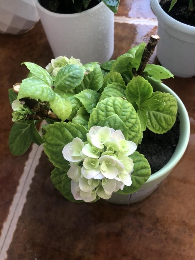 于花卉修剪■修剪也得有“度”,“3种花”要悠着点,剪狠了一年不开花