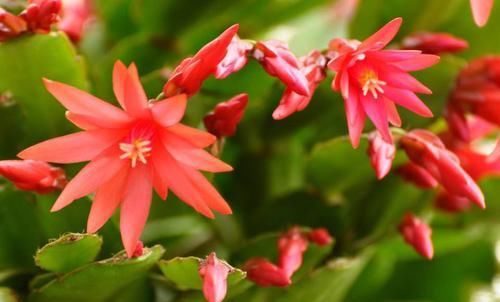 『植物』蟹爪兰施肥,就用3种“生活肥”,茎枝再蹿出好几节,花苞冒不停