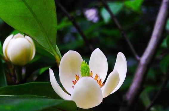  『香味』家中养棵“香水花”，花开似笑非笑，犹抱琵琶半遮面，惹人怜爱