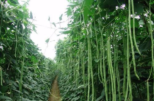  水量@菜园子里要种植豆角，怎样浇水才正确！