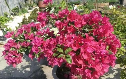 盆栽|养花就养这“3种”,常年开花不断,好看又好养,确为盆栽佳品
