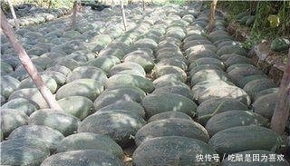  「当地人」沙漠盛产的这水果, 当地人曾发愁要怎么卖出去, 如今