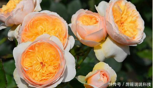 【名花】此款世界名花,开花漂亮,养护容易,是家庭盆栽佳品!