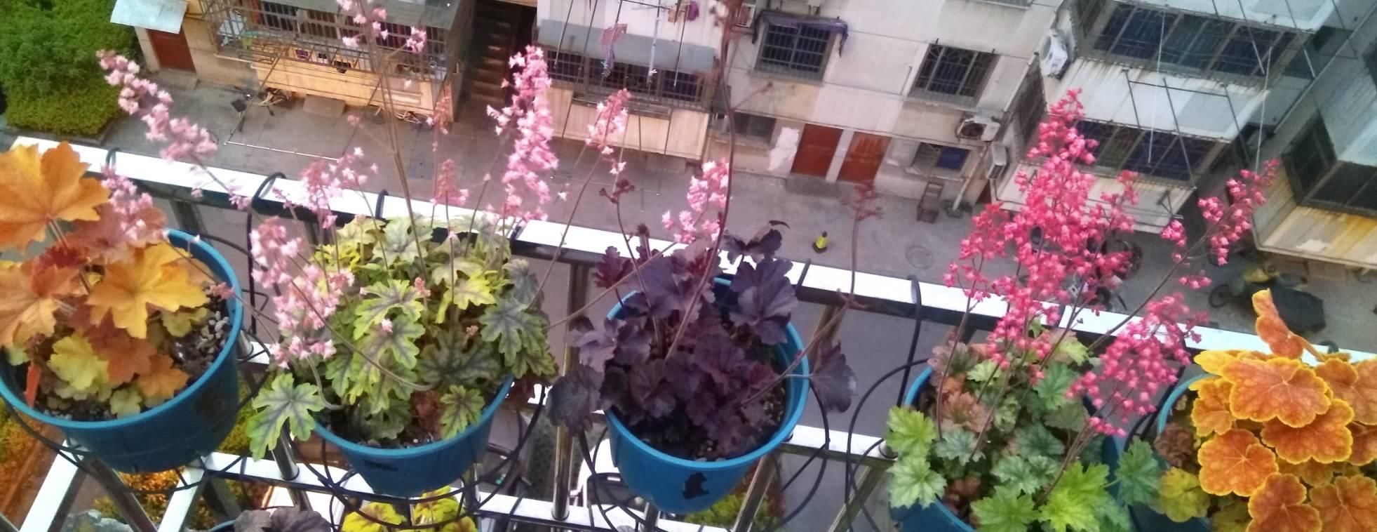  #观叶#别养绿萝吊兰了，观叶植物选它，颜色四季变换，花期长，也很好养