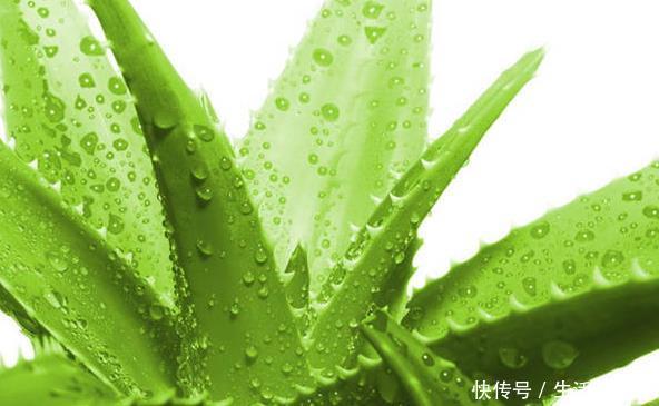 「家里」这几个养护技巧,让家里的芦荟叶片肥厚,别放在卫生间