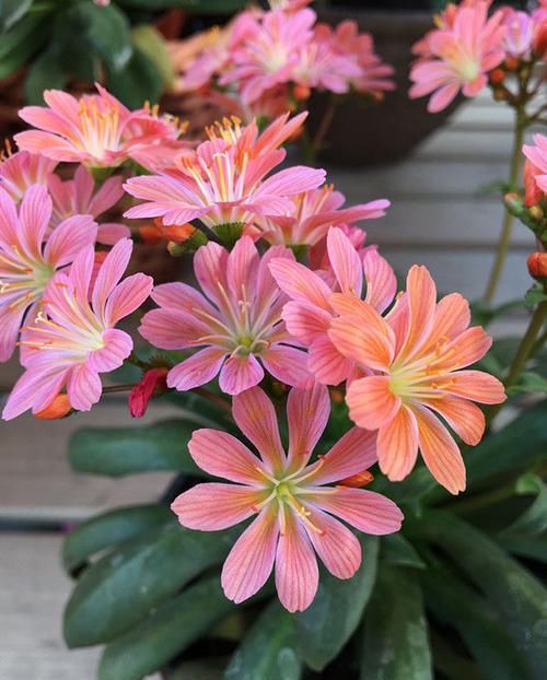  「新型」忘了绿萝吊兰，此新型植物“露薇花”，花叶俱美，三季开花