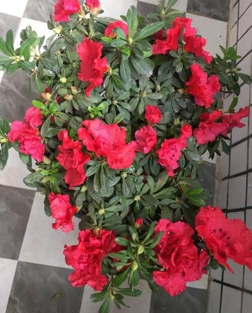 「养不活」杜鹃花养不活,开花少问题多,保证3个基本点,杜鹃花也能爆盆
